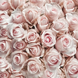 Servetel decorativ 'Pastel roses', 25cm