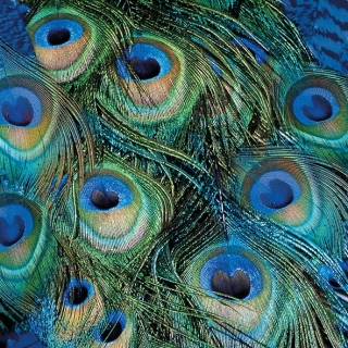 Servetel decorativ 'Peacock bright', 33cm