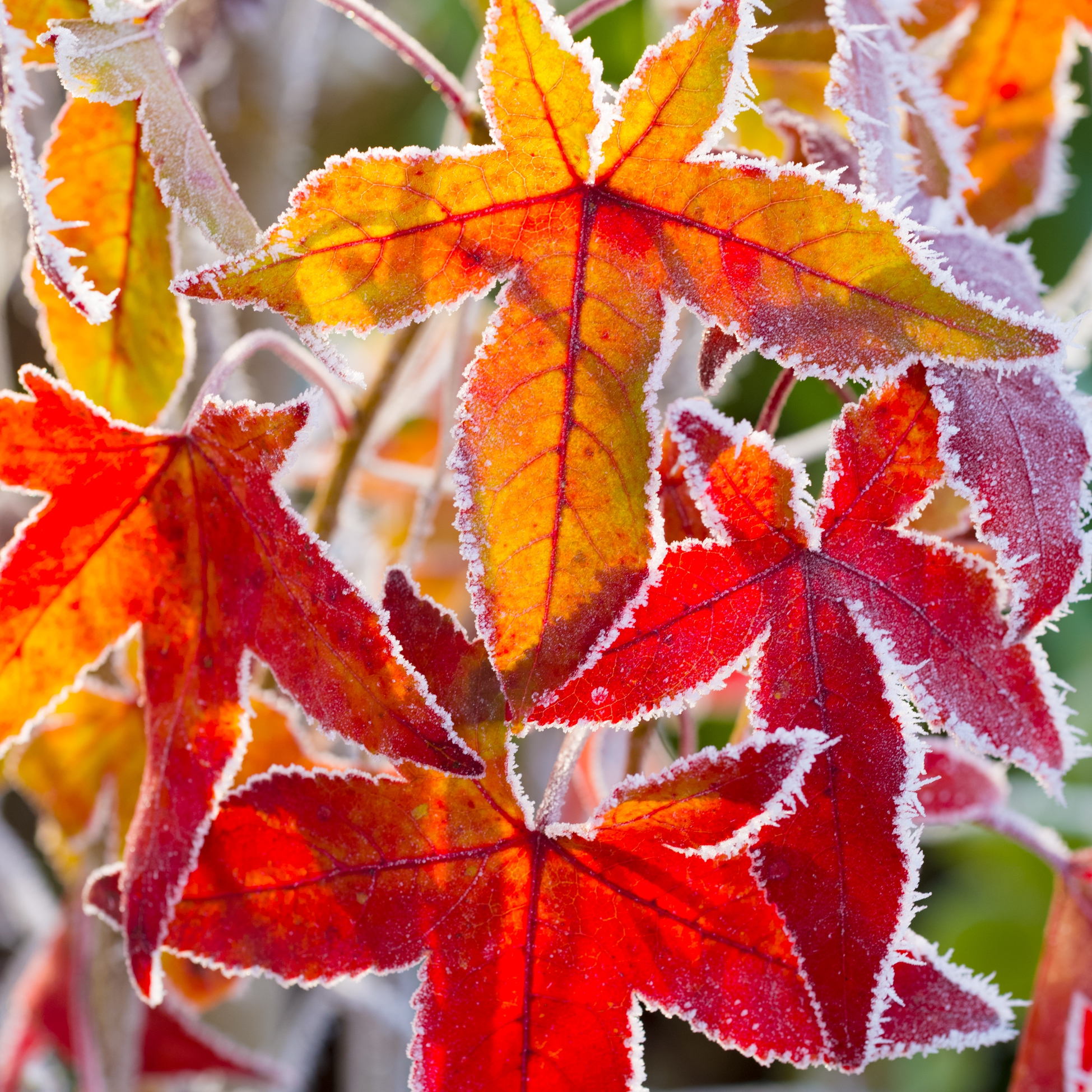 Servetel decorativ 'Winter leaves', 33cm