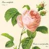 Servetel decorativ "Rosa", 25cm