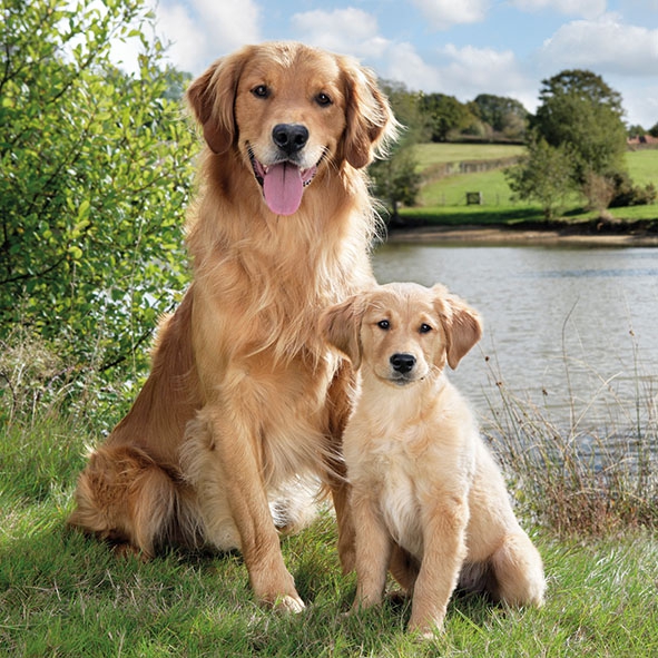 Servetel decorativ 'Golden retriever', 33cm