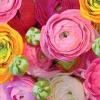 Servetel decorativ "Ranunculus", 33cm