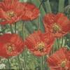 Servetel decorativ "Poppy flowers", 25cm