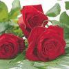 Servetel decorativ "Roses for you", 33cm