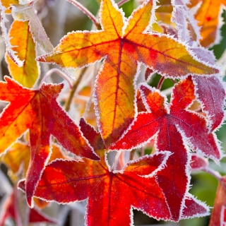 Servetel decorativ 'Winter leaves', 33cm