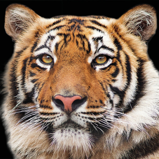 Servetel decorativ 'Bengal tiger', 33cm